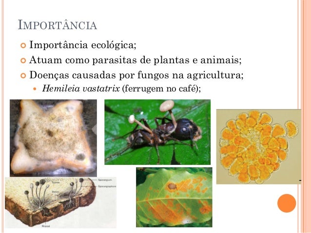 Quem curou um fungo de pregos de uma foto antes e depois de respostas