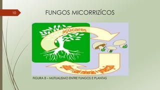 FUNGOS MICORRIZÍCOS
FIGURA 8 – MUTUALISMO ENTRE FUNGOS E PLANTAS
10
 