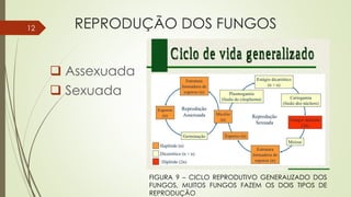  Assexuada
 Sexuada
REPRODUÇÃO DOS FUNGOS
FIGURA 9 – CICLO REPRODUTIVO GENERALIZADO DOS
FUNGOS, MUITOS FUNGOS FAZEM OS DOIS TIPOS DE
REPRODUÇÃO
12
 