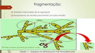 Fragmentação:
 Maneira mais simples de se reproduzir
 Rompimento do micélio para formar um outro micélio
FIGURA 11 – ESQUEMA DA REPRODUÇÃO POR FRAGMENTAÇÃO
14
 