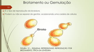 Brotamento ou Gemulação
 É o tipo de reprodução da levedura.
 Podem ou não se separar do genitor, ocasionando uma cadeia de células
FIGURA 12 – ESQUEMA REPRESENTADO REPRODUÇÃO POR
BROTAMENTO, TÍPICA DA LEVEDURA
15
 