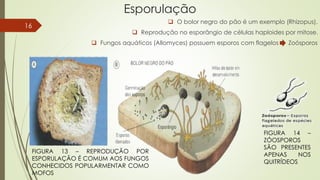 Esporulação
 O bolor negro do pão é um exemplo (Rhizopus).
 Reprodução no esporângio de células haploides por mitose.
 Fungos aquáticos (Allomyces) possuem esporos com flagelos Zoósporos
FIGURA 13 – REPRODUÇÃO POR
ESPORULAÇÃO É COMUM AOS FUNGOS
CONHECIDOS POPULARMENTAR COMO
MOFOS
FIGURA 14 –
ZÓOSPOROS
SÃO PRESENTES
APENAS NOS
QUITRÍDEOS
16
 