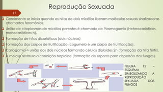 Reprodução Sexuada
 Geralmente se inicia quando as hifas de dois micélios liberam moléculas sexuais sinalizadoras
chamadas feromônios.
 União de citoplasmas de micélios parentes é chamado de Plasmogamia (Heterocarióticos,
monocarióticas n).
 Formação de hifas dicarióticas (dois núcleos)
 Formação dos corpos de frutificação (cogumelo é um corpo de frutificação).
 Cariogamia-> união dos dois núcleos formando células diploides 2n (formação da hifa fértil).
 A meiose restaura a condição haploide (formação de esporos para dispersão dos fungos).
FIGURA 15 –
ESQUEMA
SIMBOLIZANDO A
REPRODUÇÃO
SEXUADA DOS
FUNGOS
17
 