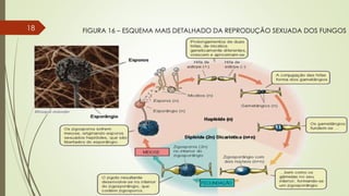 FIGURA 16 – ESQUEMA MAIS DETALHADO DA REPRODUÇÃO SEXUADA DOS FUNGOS18
 