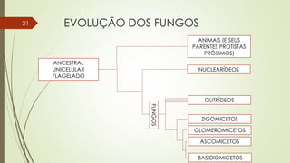 EVOLUÇÃO DOS FUNGOS
ANCESTRAL
UNICELULAR
FLAGELADO
ANIMAIS (E SEUS
PARENTES PROTISTAS
PRÓXIMOS)
NUCLEARÍDEOS
QUTRÍDEOS
ZIGOMICETOS
GLOMEROMICETOS
ASCOMICETOS
BASIDIOMICETOS
FUNGOS
21
 