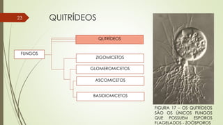 QUITRÍDEOS23
QUTRÍDEOS
ZIGOMICETOS
GLOMEROMICETOS
ASCOMICETOS
BASIDIOMICETOS
FUNGOS
FIGURA 17 – OS QUTRÍDEOS
SÃO OS ÚNICOS FUNGOS
QUE POSSUEM ESPOROS
FLAGELADOS - ZOÓSPOROS
 