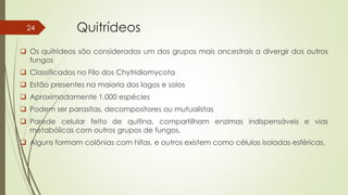 Quitrídeos
 Os quitrídeos são considerados um dos grupos mais ancestrais a divergir dos outros
fungos
 Classificados no Filo dos Chytridiomycota
 Estão presentes na maioria dos lagos e solos
 Aproximadamente 1.000 espécies
 Podem ser parasitas, decompositores ou mutualistas
 Parede celular feita de quitina, compartilham enzimas indispensáveis e vias
metabólicas com outros grupos de fungos.
 Alguns formam colônias com hifas, e outros existem como células isoladas esféricas.
24
 