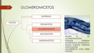 GLOMEROMICETOS27
QUTRÍDEOS
ZIGOMICETOS
GLOMEROMICETOS
ASCOMICETOS
BASIDIOMICETOS
FUNGOS
FIGURA 19 – OS
GLOMEROMICETOS
POSSUEM EXTREMA
IMPORTÂNCIA ECOLÓGICA.
MUITAS PLANTAS FORMAM
ASSOCIAÇÕES
MICORRÍZICAS COM ESSES
FUNGOS
 