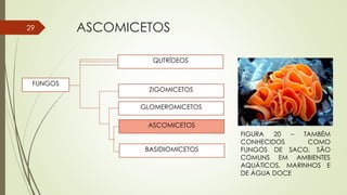 ASCOMICETOS29
QUTRÍDEOS
ZIGOMICETOS
GLOMEROMICETOS
ASCOMICETOS
BASIDIOMICETOS
FUNGOS
FIGURA 20 – TAMBÉM
CONHECIDOS COMO
FUNGOS DE SACO, SÃO
COMUNS EM AMBIENTES
AQUÁTICOS, MARINHOS E
DE ÁGUA DOCE
 