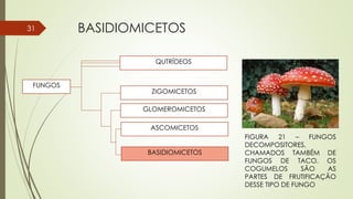 BASIDIOMICETOS31
QUTRÍDEOS
ZIGOMICETOS
GLOMEROMICETOS
ASCOMICETOS
BASIDIOMICETOS
FUNGOS
FIGURA 21 – FUNGOS
DECOMPOSITORES,
CHAMADOS TAMBÉM DE
FUNGOS DE TACO. OS
COGUMELOS SÃO AS
PARTES DE FRUTIFICAÇÃO
DESSE TIPO DE FUNGO
 
