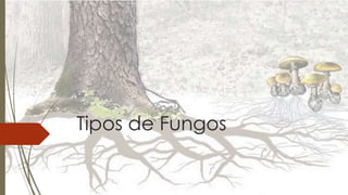 Tipos de Fungos
.
 