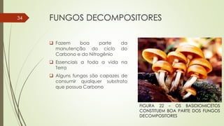 FUNGOS DECOMPOSITORES
 Fazem boa parte da
manutenção do ciclo do
Carbono e do Nitrogênio
 Essenciais a toda a vida na
Terra
 Alguns fungos são capazes de
consumir qualquer substrato
que possua Carbono
34
FIGURA 22 – OS BASIDIOMICETOS
CONSTITUEM BOA PARTE DOS FUNGOS
DECOMPOSITORES
 