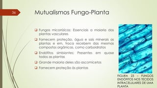 Mutualismos Fungo-Planta
 Fungos micorrízicos: Essenciais a maioria das
plantas vasculares
 Fornecem proteção, água e sais minerais as
plantas e em, troca recebem das mesmas
compostos orgânicas, como carboidratos
 Endófitos simbiontes: Presentes em quase
todos as plantas
 Grande maioria deles são ascomicetos
 Fornecem proteção às plantas
36
FIGURA 23 – FUNGOS
ENDÓFITOS NOS TECIDOS
INTRACELULARES DE UMA
PLANTA
 