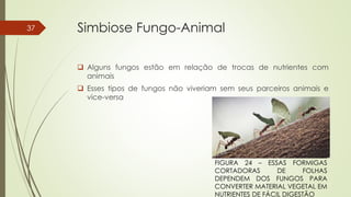 Simbiose Fungo-Animal
 Alguns fungos estão em relação de trocas de nutrientes com
animais
 Esses tipos de fungos não viveriam sem seus parceiros animais e
vice-versa
37
FIGURA 24 – ESSAS FORMIGAS
CORTADORAS DE FOLHAS
DEPENDEM DOS FUNGOS PARA
CONVERTER MATERIAL VEGETAL EM
NUTRIENTES DE FÁCIL DIGESTÃO
 