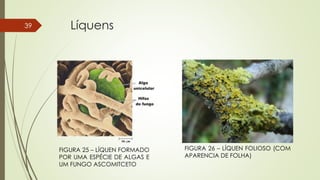 Líquens39
FIGURA 25 – LÍQUEN FORMADO
POR UMA ESPÉCIE DE ALGAS E
UM FUNGO ASCOMITCETO
FIGURA 26 – LÍQUEN FOLIOSO (COM
APARENCIA DE FOLHA)
 