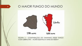 O MAIOR FUNGO DO MUNDO4
FIGURA 2 – COMPARAÇÃO DO TAMANHO DESSE FUNGO
COM GIBRALTAR. 1 ACRE EQUIVALE A MAIS DE 4000m²
 