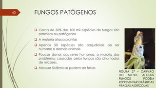 FUNGOS PATÓGENOS
 Cerca de 30% das 100 mil espécies de fungos são
parasitas ou patógenos
 A maioria ataca plantas
 Apenas 50 espécies são prejudiciais ao ser
humano e demais animais
 Poucos danos aos seres humanos, a maioria dos
problemas causados pelos fungos são chamados
de micoses.
 Micoses Sistêmicas podem ser fatais
40
FIGURA 27 – CARVÃO
DO MILHO. ALGUNS
FUNGOS PODEM
REPRESENTAR DRÁSTICAS
PRAGAS AGRÍCOLAS
 