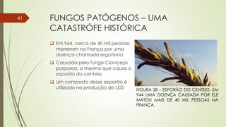 FUNGOS PATÓGENOS – UMA
CATASTRÓFE HISTÓRICA
 Em 944, cerca de 40 mil pessoas
morreram na França por uma
doença chamada ergotismo
 Causada pelo fungo Claviceps
purpurea, o mesmo que causa o
esporão do centeio
 Um composto desse esporão é
utilizado na produção do LSD
41
FIGURA 28 – ESPORÃO DO CENTEIO. EM
944 UMA DOENÇA CAUSADA POR ELE
MATOU MAIS DE 40 MIL PESSOAS NA
FRANÇA
 