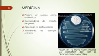 MEDICINA
Staphylococcus
Penicillium
Zona de
inibição do
crescimento
 Podem ser usados como
antibióticos
 Controladores da pressão
sanguínea
 Aplicação na biotecnologia
 Tratamento de doenças
crônicas
FIGURA 30 – O MOFO ACIMA PRODUZ
UM ANTIBIÓTICO QUE INIBE O
CRESCIMENTO DESSA BACTÉRIA
45
 