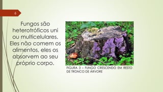Fungos são
heterotróficos uni
ou multicelulares.
Eles não comem os
alimentos, eles os
absorvem ao seu
próprio corpo.
FIGURA 3 – FUNGO CRESCENDO EM RESTO
DE TRONCO DE ÁRVORE
6
 