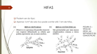 HIFAS
 Podem ser do tipo:
 Apenas 1cm³ de solo rico pode conter até 1 km de hifas.
FIGURA 5 –
TIPOS DE
HIFAS. (a)
SEPTADAS E (b)
CENOCÍTICAS
8
(a) (b)
 
