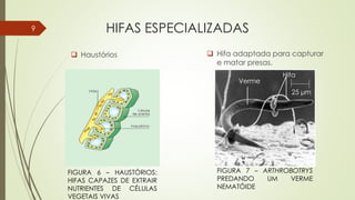 HIFAS ESPECIALIZADAS
 Haustórios  Hifa adaptada para capturar
e matar presas.
Hifa
Verme
25 μm
FIGURA 6 – HAUSTÓRIOS:
HIFAS CAPAZES DE EXTRAIR
NUTRIENTES DE CÉLULAS
VEGETAIS VIVAS
FIGURA 7 – ARTHROBOTRYS
PREDANDO UM VERME
NEMATÓIDE
9
 
