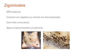 Zigomicetos
600 espécies;
Crescem em vegetais ou animais em decomposição;
Com hifas cenocíticas;
Alguns representantes unicelulares.
 