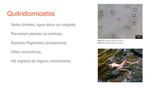Quitridiomicetos
Solos úmidos, água doce ou salgada;
Parasitam plantas ou animais;
Esporos flagelados (zoósporos);
Hifas cenocíticas;
Há registro de alguns unicelulares.
 