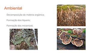 Ambiental
Decomposição de matéria orgânica;
Formação dos líquens;
Formação das micorrizas.
 
