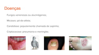 Doenças
Fungos venenosos ou alucinógenos;
Micoses: pé-de-atleta;
Candidíase: popularmente chamada de sapinho;
Criptococose: pneumonia e meningite;
 