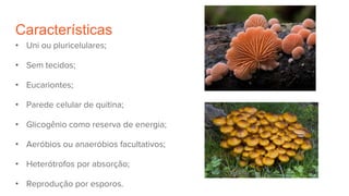 Características
• Uni ou pluricelulares;
• Sem tecidos;
• Eucariontes;
• Parede celular de quitina;
• Glicogênio como reserva de energia;
• Aeróbios ou anaeróbios facultativos;
• Heterótrofos por absorção;
• Reprodução por esporos.
 