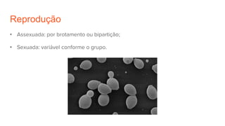 Reprodução
• Assexuada: por brotamento ou bipartição;
• Sexuada: variável conforme o grupo.
 