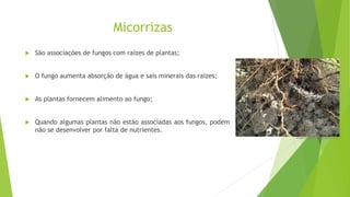 Micorrizas
 São associações de fungos com raízes de plantas;
 O fungo aumenta absorção de água e sais minerais das raízes;
 As plantas fornecem alimento ao fungo;
 Quando algumas plantas não estão associadas aos fungos, podem
não se desenvolver por falta de nutrientes.
www.lookfordiagnosis.com
 