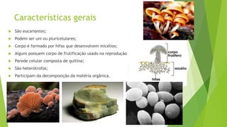 Características gerais
 São eucariontes;
 Podem ser uni ou pluricelulares;
 Corpo é formado por hifas que desenvolvem micélios;
 Alguns possuem corpo de frutificação usado na reprodução;
 Parede celular composta de quitina;
 São heterótrofos;
 Participam da decomposição da matéria orgânica.
 