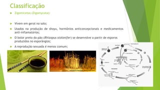 Classificação
 Zigomicetos (Zigomycota):
 Vivem em geral no solo;
 Usados na produção de shoyu, hormônios anticoncepcionais e medicamentos
anti-inflamatórios;
 O bolor preto do pão (Rhizopus stolonifer) se desenvolve a partir de esporos
produzidos no esporângios;
 A reprodução sexuada é menos comum;
www.bolsademulher.com nossaescolaonline.wordpress.com
 
