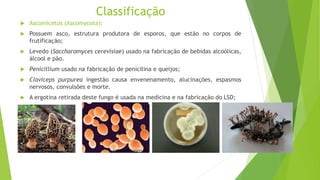 Classificação
 Ascomicetos (Ascomycota):
 Possuem asco, estrutura produtora de esporos, que estão no corpos de
frutificação;
 Levedo (Saccharomyces cerevisiae) usado na fabricação de bebidas alcoólicas,
álcool e pão.
 Penicillium usado na fabricação de penicilina e queijos;
 Claviceps purpurea ingestão causa envenenamento, alucinações, espasmos
nervosos, convulsões e morte.
 A ergotina retirada deste fungo é usada na medicina e na fabricação do LSD;
www.dicasfree.com microbewiki.kenyon.edu
 