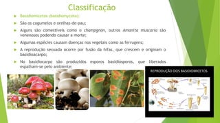 Classificação
 Basidiomicetos (basidiomycota):
 São os cogumelos e orelhas-de-pau;
 Alguns são comestíveis como o champgnon, outros Amanita muscaria são
venenosos podendo causar a morte;
 Algumas espécies causam doenças nos vegetais como as ferrugens;
 A reprodução sexuada ocorre por fusão da hifas, que crescem e originam o
basidioacarpo;
 No basidiocarpo são produzidos esporos basidiósporos, que liberados
espalham-se pelo ambiente;
www.dimaschampignon.com.br
plantasfloresejardins.com.br
 