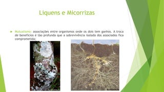 Liquens e Micorrizas
 Mutualismo: associações entre organismos onde os dois tem ganhos. A troca
de benefícios é tão profunda que a sobrevivência isolada dos associados fica
comprometida;
es.wikipedia.orges.wikipedia.org
 