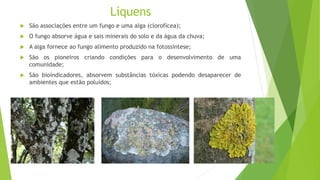 Líquens
 São associações entre um fungo e uma alga (clorofícea);
 O fungo absorve água e sais minerais do solo e da água da chuva;
 A alga fornece ao fungo alimento produzido na fotossíntese;
 São os pioneiros criando condições para o desenvolvimento de uma
comunidade;
 São bioindicadores, absorvem substâncias tóxicas podendo desaparecer de
ambientes que estão poluídos;
 