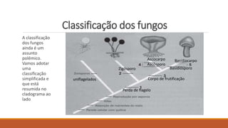 Classificação dos fungos
A classificação
dos fungos
ainda é um
assunto
polêmico.
Vamos adotar
uma
classificação
simplificada e
que está
resumida no
cladograma ao
lado
uniflagelados
Zigósporo
Ascocarpo
Ascósporo
Basidiocarpo
Basidiósporo
Corpo de frutificação
Perda de flagelo
 