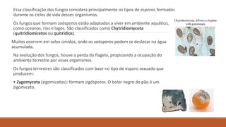 Essa classificação dos fungos considera principalmente os tipos de esporos formados
durante os ciclos de vida desses organismos.
Os fungos que formam zoósporos estão adaptados a viver em ambiente aquático,
como oceanos, rios e lagos. São classificados como Chytridiomycota
(quitridiomicetos ou quitrídios).
Muitos ocorrem em solos úmidos, onde os zoósporos podem se deslocar na água
acumulada.
Na evolução dos fungos, houve a perda do flagelo, propiciando a ocupação do
ambiente terrestre por esses organismos.
Os fungos terrestres são classificados com base no tipo de esporo sexuado que
produzem:
• Zygomycota (zigomicetos): formam zigósporos. O bolor negro do pão é um
zigomiceto.
 