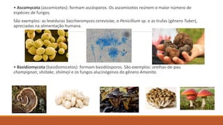 • Ascomycota (ascomicetos): formam ascósporos. Os ascomicetos reúnem o maior número de
espécies de fungos.
São exemplos: as leveduras Saccharomyces cerevisiae, o Penicillium sp. e as trufas (gênero Tuber),
apreciadas na alimentação humana.
• Basidiomycota (basidiomicetos): formam basidiósporos. São exemplos: orelhas-de-pau
champignon, shiitake, shiimeji e os fungos alucinógenos do gênero Amanita.
 