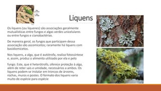 Liquens
Os liquens (ou líquenes) são associações geralmente
mutualísticas entre fungos e algas verdes unicelulares
ou entre fungos e cianobactérias.
De maneira geral, os fungos que participam dessa
associação são ascomicetos; raramente há liquens com
basidiomicetos.
Nos liquens, a alga, que é autótrofa, realiza fotossíntese
e, assim, produz o alimento utilizado por ela e pelo
fungo. Este, que é heterótrofo, oferece proteção à alga,
além de reter sais e umidade, necessários a ambos. Os
liquens podem se instalar em troncos de árvores,
rochas, muros e postes. O formato dos liquens varia
muito de espécie para espécie
 