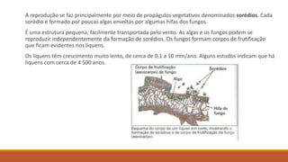 A reprodução se faz principalmente por meio de propágulos vegetativos denominados sorédios. Cada
sorédio é formado por poucas algas envoltas por algumas hifas dos fungos.
É uma estrutura pequena, facilmente transportada pelo vento. As algas e os fungos podem se
reproduzir independentemente da formação de sorédios. Os fungos formam corpos de frutificação
que ficam evidentes nos liquens.
Os liquens têm crescimento muito lento, de cerca de 0,1 a 10 mm/ano. Alguns estudos indicam que há
liquens com cerca de 4 500 anos.
 
