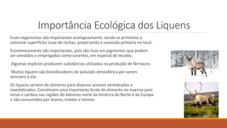 Importância Ecológica dos Liquens
Esses organismos são importantes ecologicamente, sendo os primeiros a
colonizar superfícies nuas de rochas, propiciando a sucessão primária no local.
Economicamente são importantes, pois são ricos em pigmentos que podem
ser extraídos e empregados como corantes, em especial de tecidos.
Algumas espécies produzem substâncias utilizadas na produção de fármacos.
Muitos liquens são bioindicadores de poluição atmosférica por serem
sensíveis a ela.
Os liquens servem de alimento para diversos animais vertebrados e
invertebrados. Constituem uma importante fonte de alimento no inverno para
renas e caribus nas regiões do extremo norte da América do Norte e da Europa
e são consumidos por ácaros, insetos e lesmas.
 