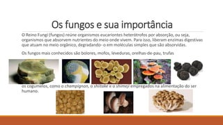 Os fungos e sua importância
O Reino Fungi (fungos) reúne organismos eucariontes heterótrofos por absorção, ou seja,
organismos que absorvem nutrientes do meio onde vivem. Para isso, liberam enzimas digestivas
que atuam no meio orgânico, degradando- o em moléculas simples que são absorvidas.
Os fungos mais conhecidos são bolores, mofos, leveduras, orelhas-de-pau, trufas
os cogumelos, como o champignon, o shiitake e o shimeji empregados na alimentação do ser
humano.
 