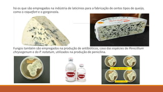 há os que são empregados na indústria de laticínios para a fabricação de certos tipos de queijo,
como o roquefort e o gorgonzola.
Fungos também são empregados na produção de antibióticos, caso das espécies de Penicillium
chrysogenum e do P. notatum, utilizados na produção de penicilina.
 