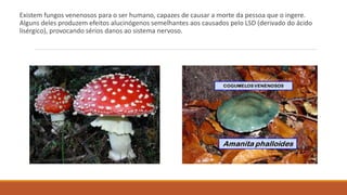 Existem fungos venenosos para o ser humano, capazes de causar a morte da pessoa que o ingere.
Alguns deles produzem efeitos alucinógenos semelhantes aos causados pelo LSD (derivado do ácido
lisérgico), provocando sérios danos ao sistema nervoso.
 