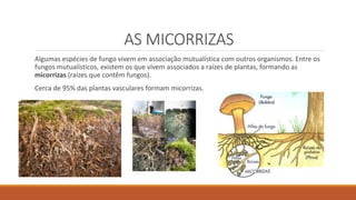 AS MICORRIZAS
Algumas espécies de fungo vivem em associação mutualística com outros organismos. Entre os
fungos mutualísticos, existem os que vivem associados a raízes de plantas, formando as
micorrizas (raízes que contêm fungos).
Cerca de 95% das plantas vasculares formam micorrizas.
 