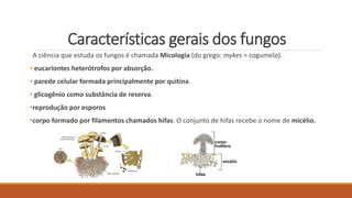 Características gerais dos fungos
A ciência que estuda os fungos é chamada Micologia (do grego: mykes = cogumelo).
• eucariontes heterótrofos por absorção.
• parede celular formada principalmente por quitina.
• glicogênio como substância de reserva.
•reprodução por esporos
•corpo formado por filamentos chamados hifas. O conjunto de hifas recebe o nome de micélio.
 